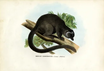 Witkop bruine maki, 1863-79